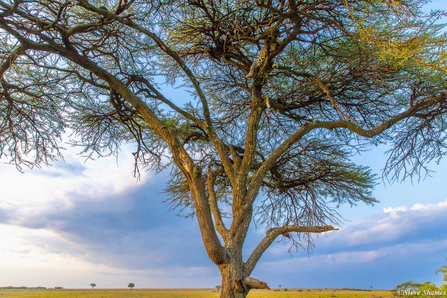 You look around enough, and you can find a "leopard tree'.