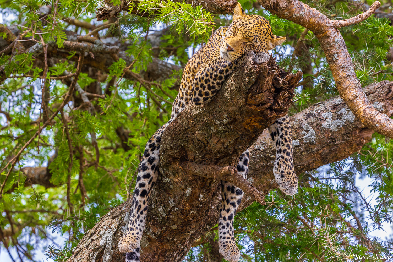 Leopard sprawled out on a tree limb getting some sleep.