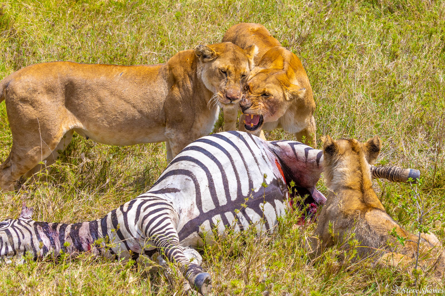 Snarling lioness over a fresh kill. This is about the only time the females will quarrel.