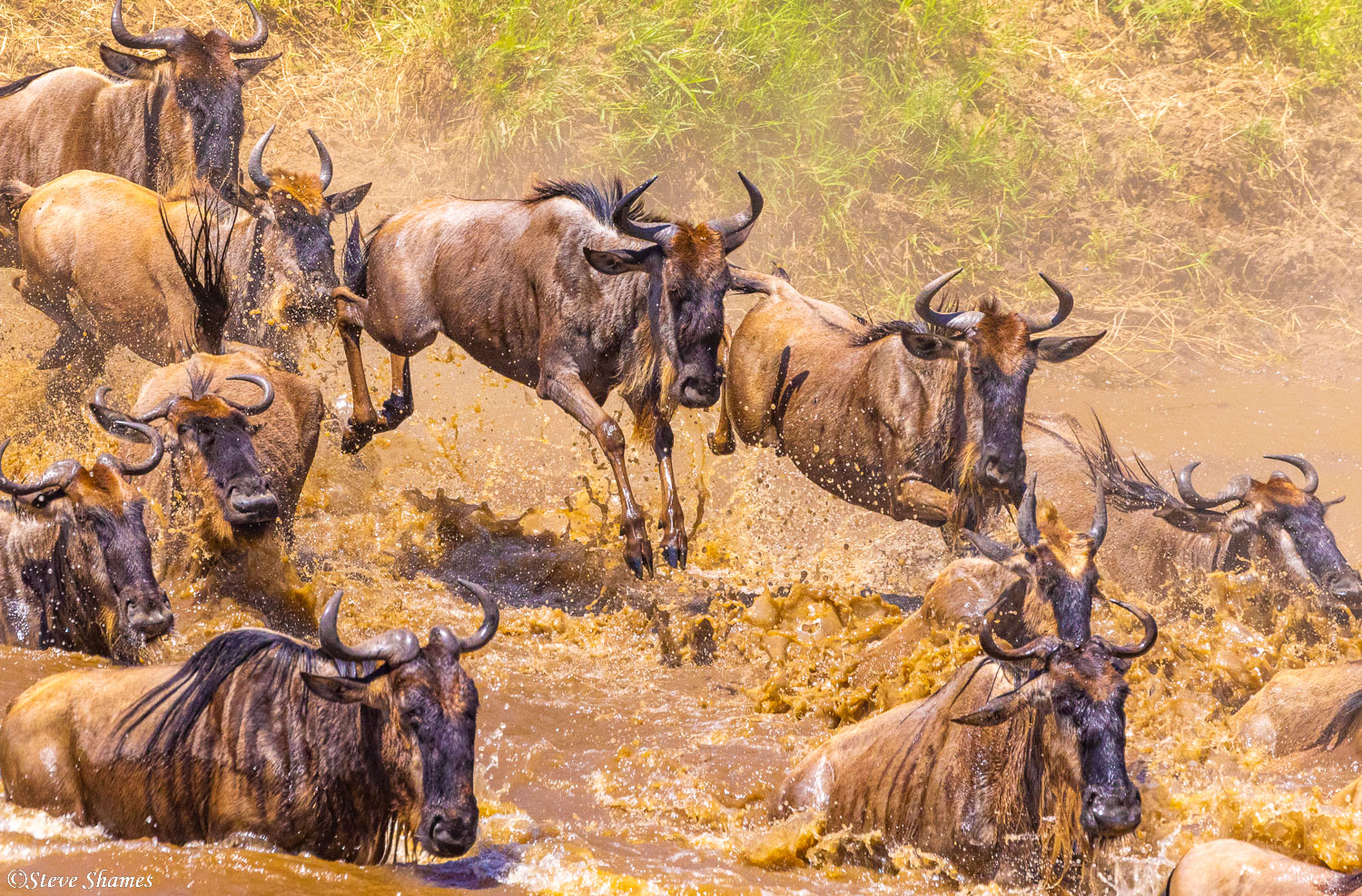 Splashing into the Mara River! Wildebeests on the move.