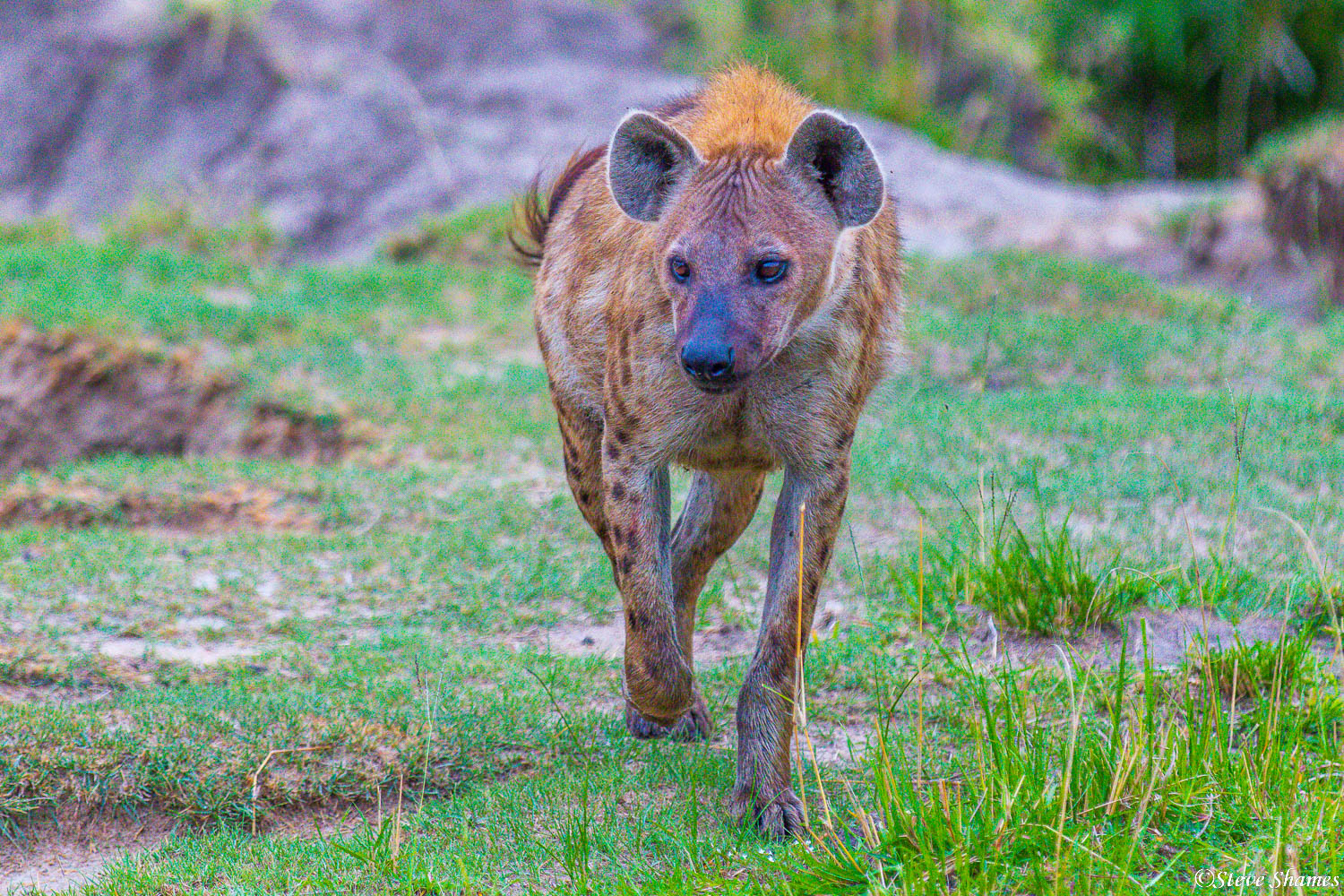 Spotted hyena out for a stroll in the early morning.