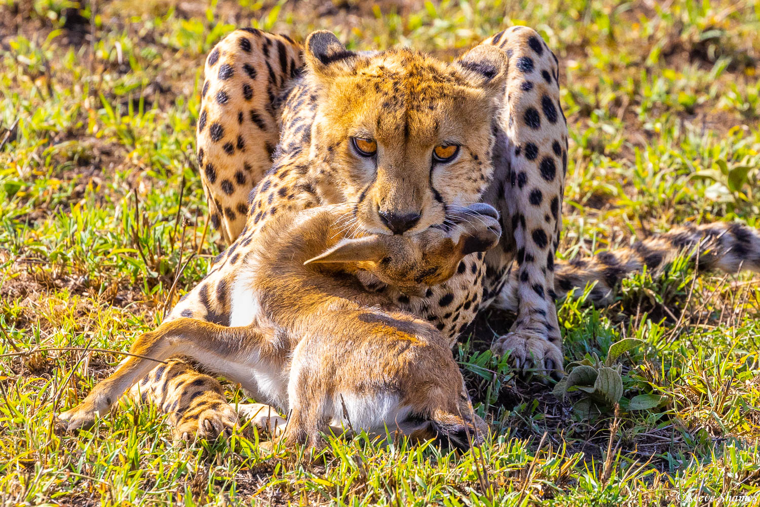 This cheetah scored a Thomson's gazelle kill.