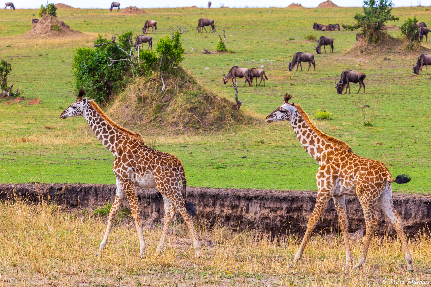 Giraffes out walking, crossing a landscape of wildebeests and termite mounds.