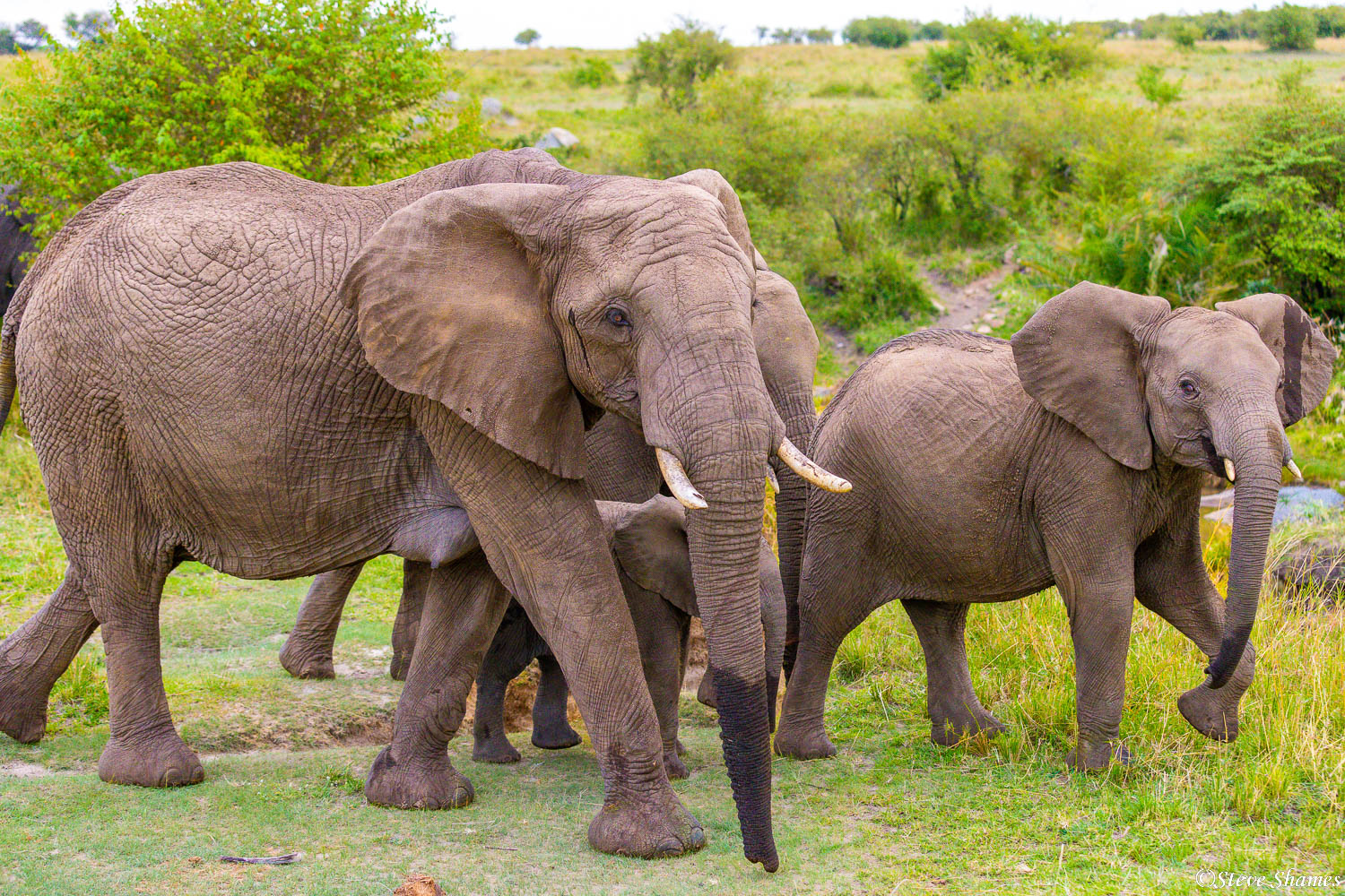 Elephants out walking in the early morning.