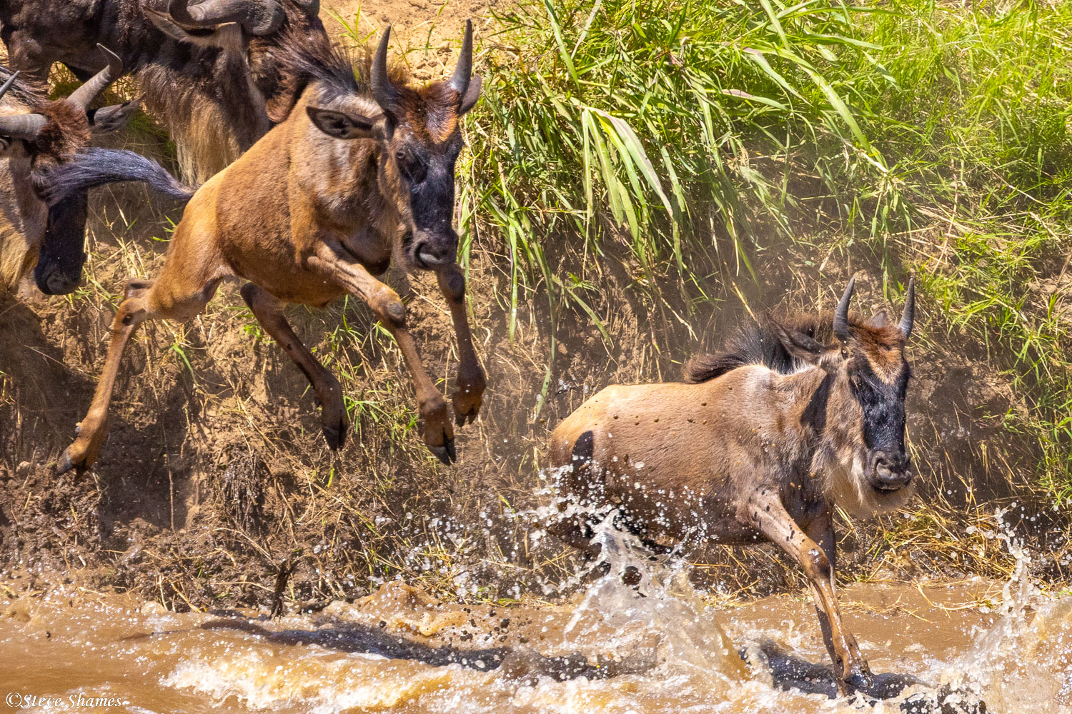 Here is a wildebeest in the air. Jumping into the Mara River.