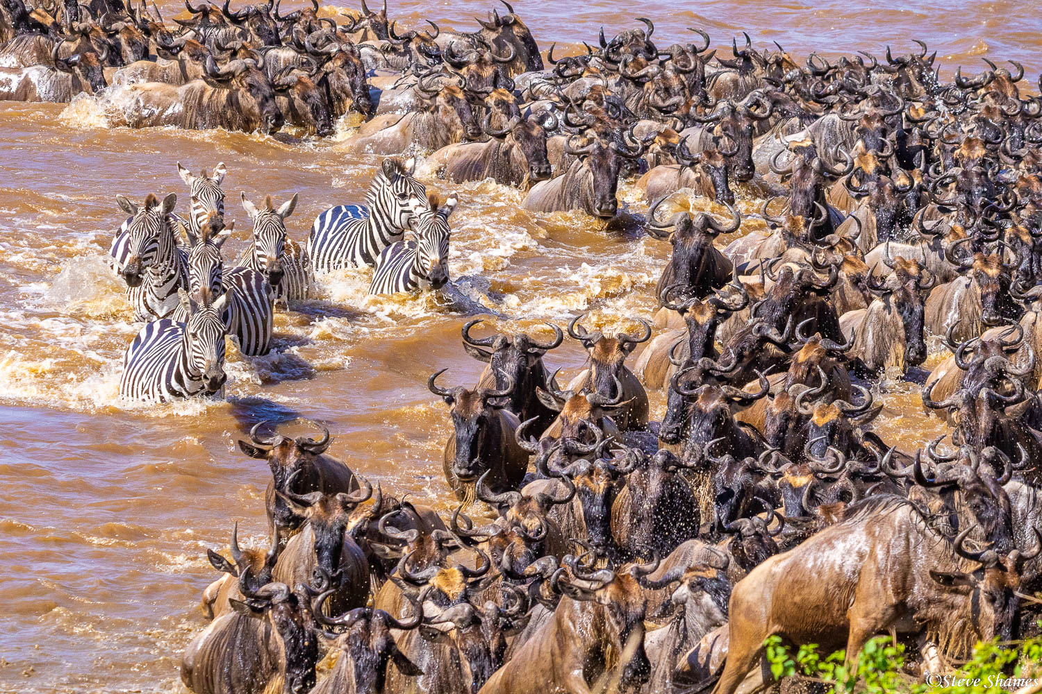 A group of zebra join in the frenzied effort to cross the Mara River.