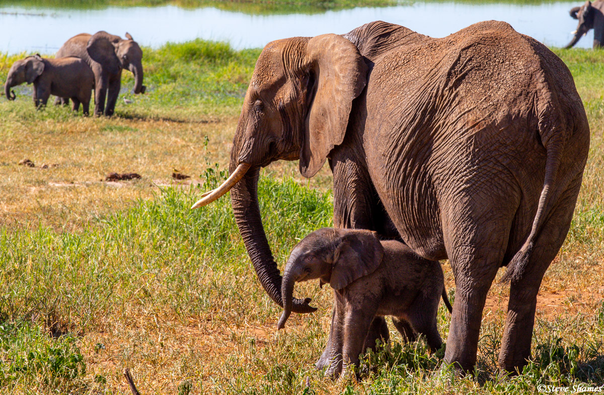 Elephant mother and her calf. I think elephants and lions are the best mothers in Africa.