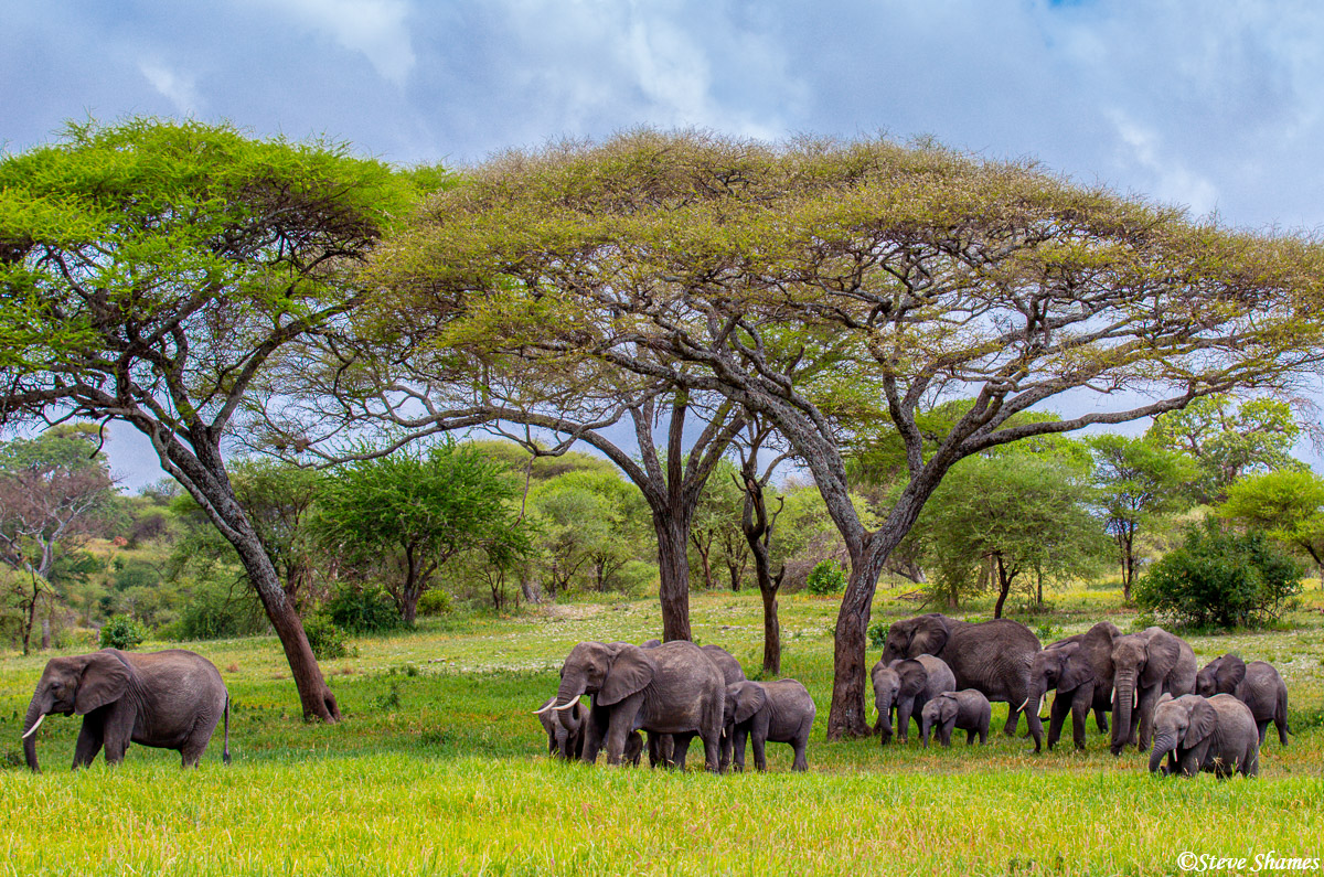 A very African looking scene here with the elephants.