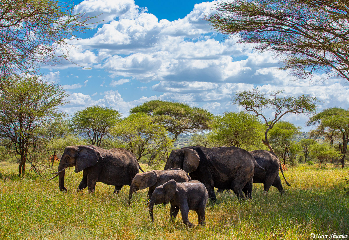 Tarangire National Park has a huge elephant population. I like this scene with the bright cloudy sky in the background.