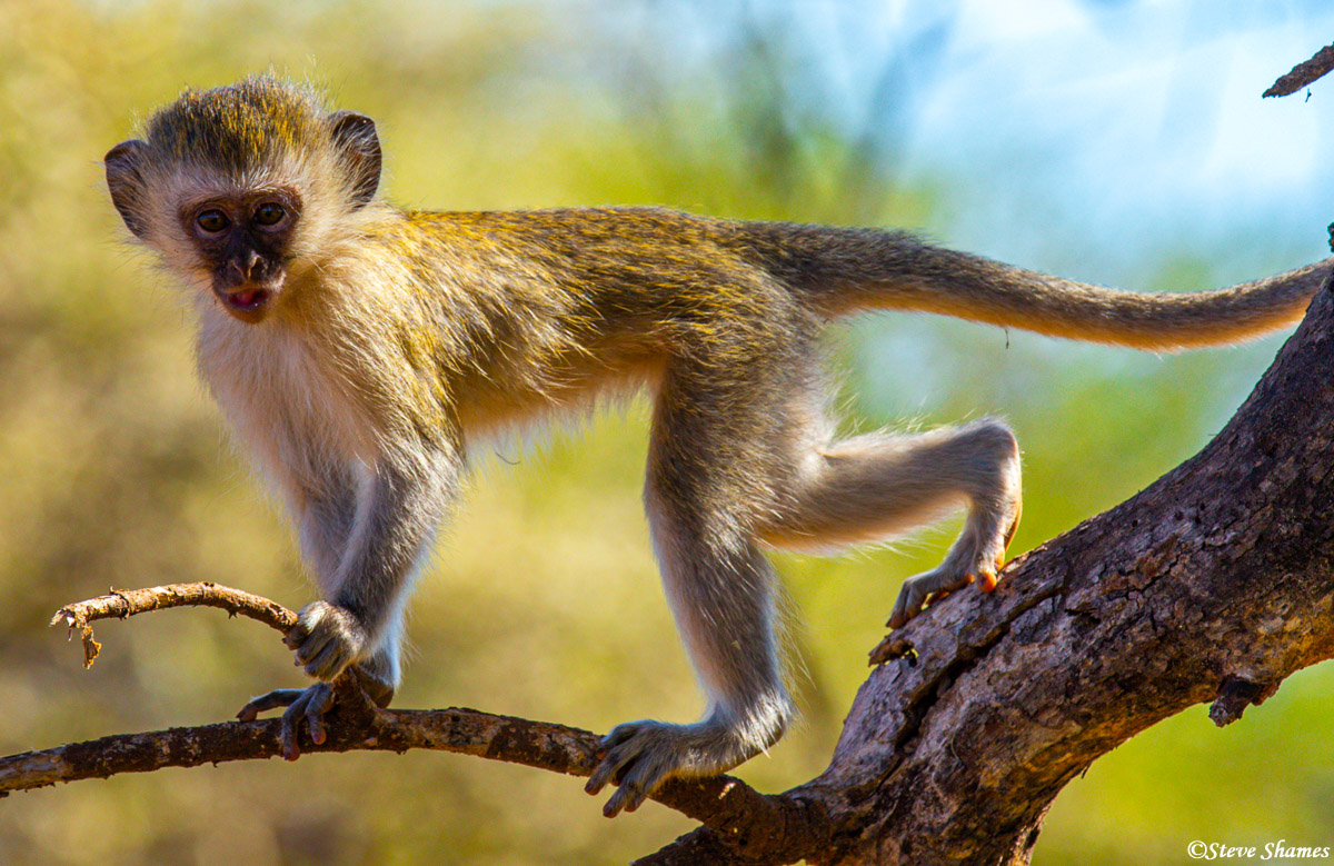 Young monkey in Tarangire Park.