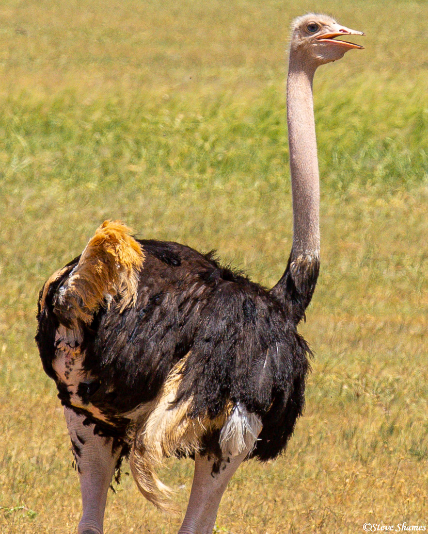 A big ostrich at Tarangire.
