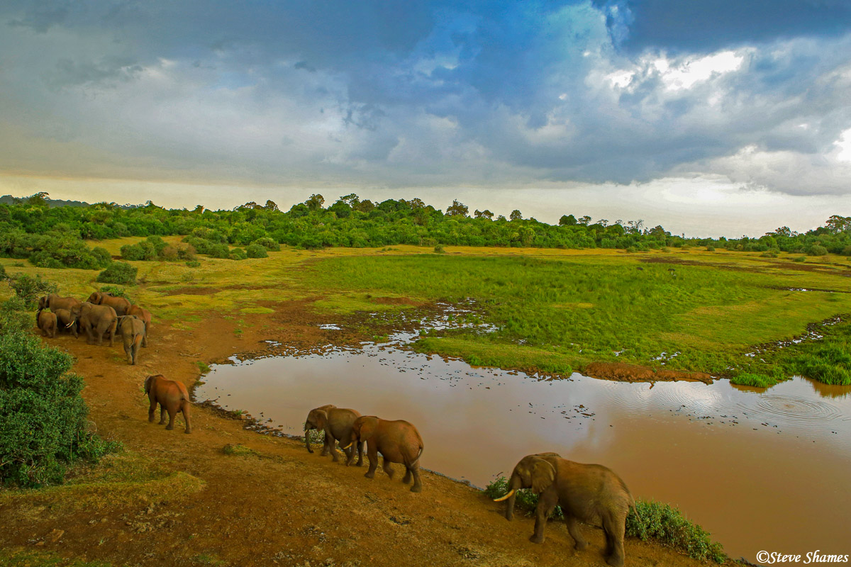 A view from The Ark, as the elephants head off from the waterhole after an afternoon rain.