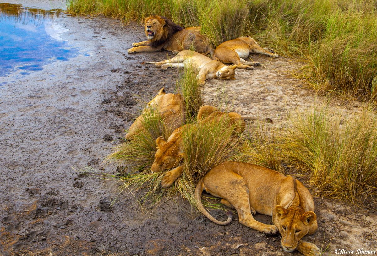 This pride of lions we called the marsh pride. They seemed to be well fed&nbsp;since there is plenty of food on the hoof, when...