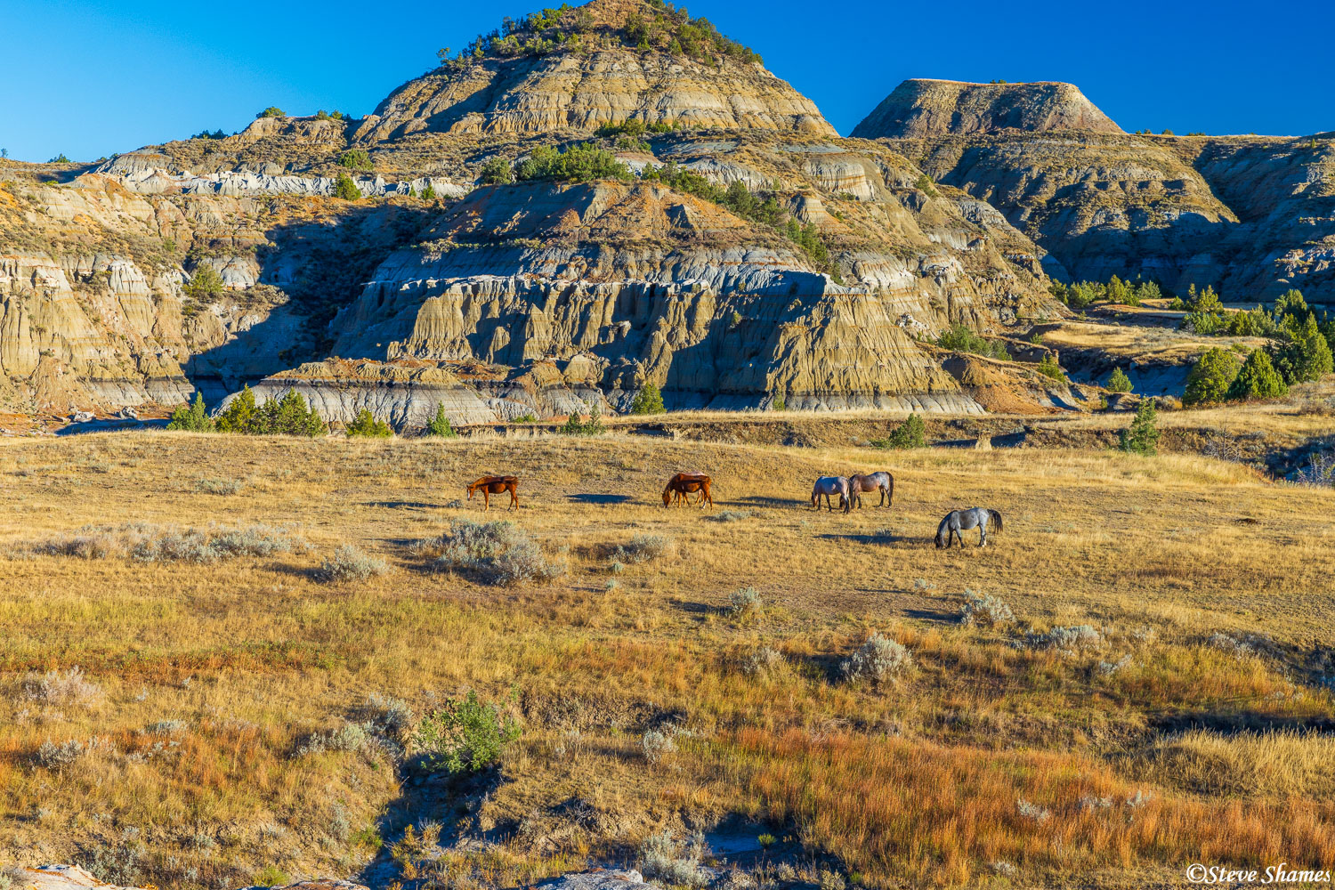 Horse and landscape scene at Theodore Roosevelt National Park.