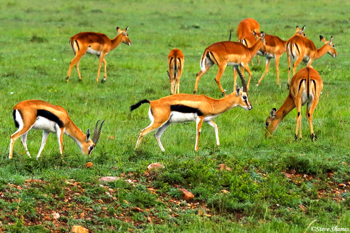 Thomsons Gazelles in Masai Mara. They are the ones with the black stripe.