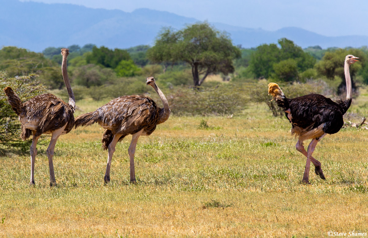 Three African ostriches in Tarangire Park.