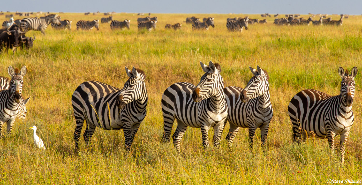 Several Serengeti zebras taking a look at something. They have to on their toes, there are lions nearby.