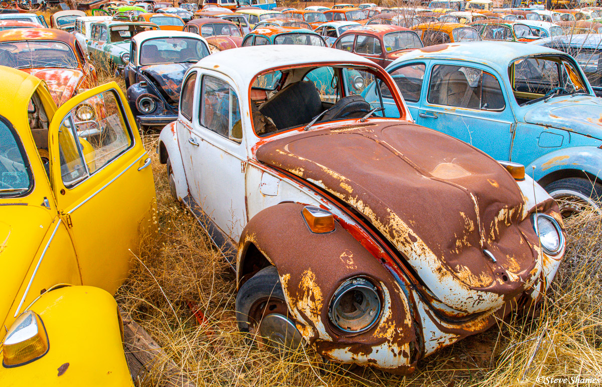 This is Tom Tom's Volkswagen junkyard in Moab Utah. I have never seen so many junked Volkswagen beetles in one place before!
