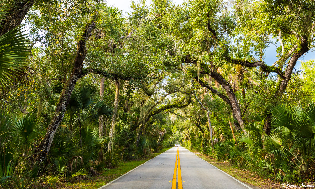 I have always like these tree lined roads. This was on the way to Tomoka State Park.