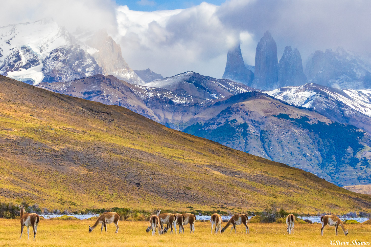 The Towers looming large in the background, overlooking a herd of guanacos.
