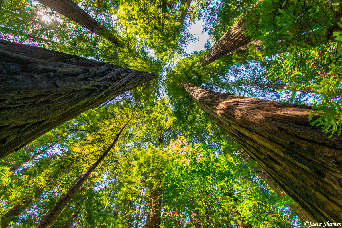 Redwood trees -- touching the sky.
