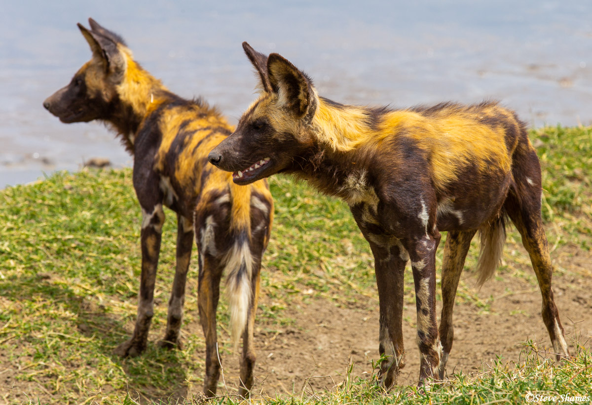 Two African wild dogs, aka - painted wolves.