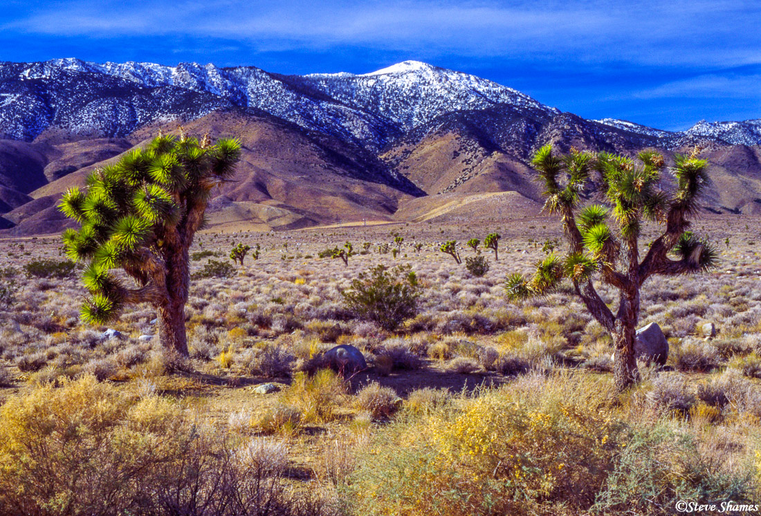 A desert scene in Southern California.