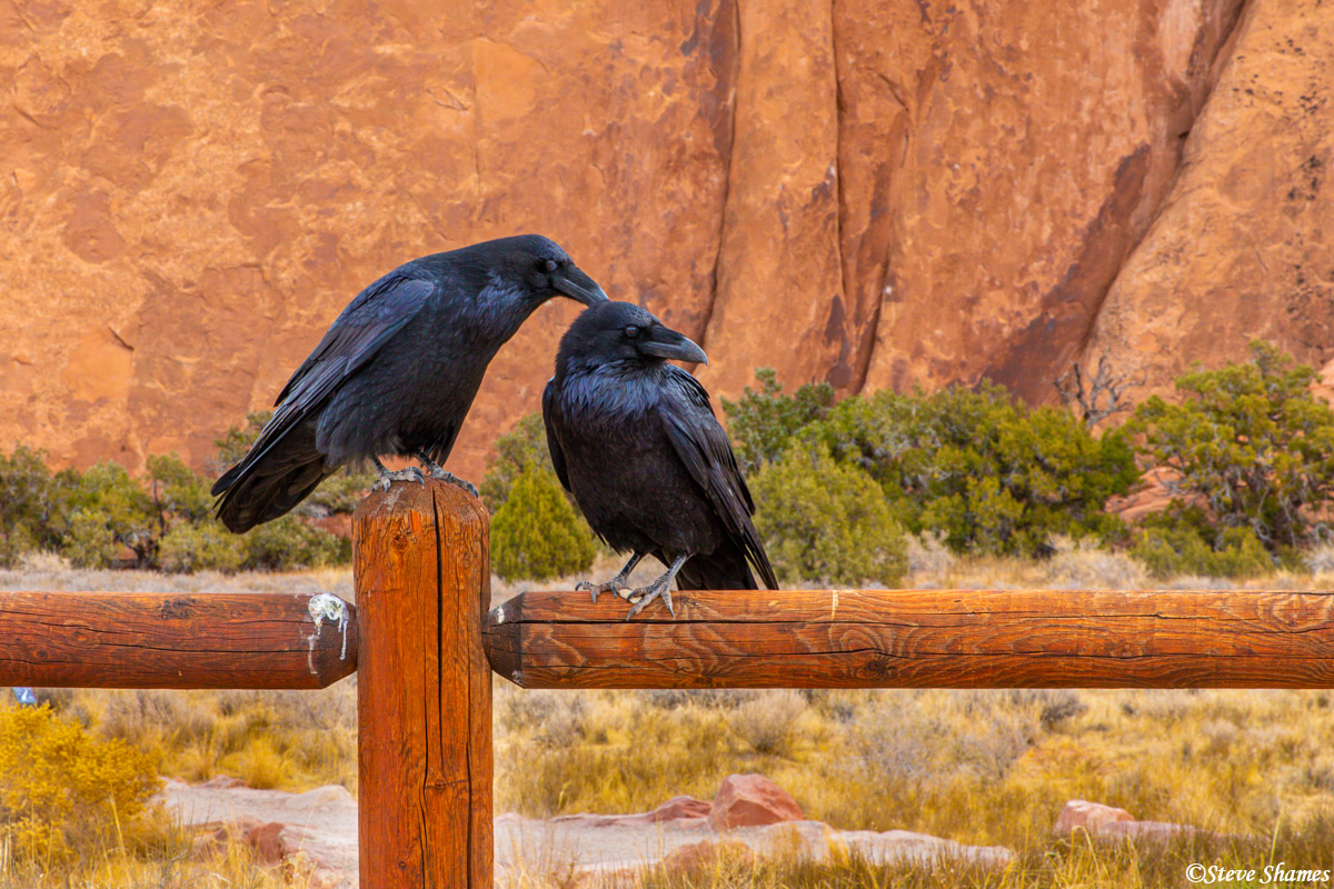 A couple of crows grooming each other. I thought this was well worth a picture.