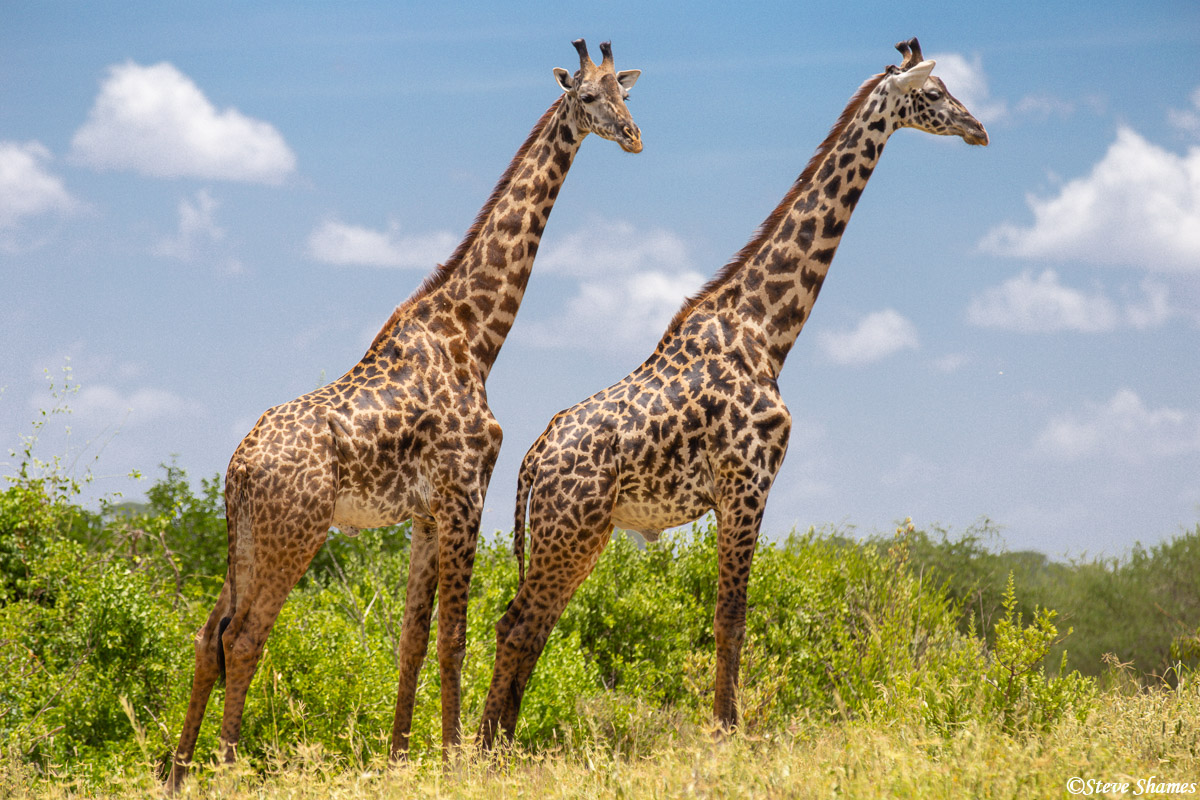 Double giraffes with their heads in the sky&nbsp;at Tarangire park.