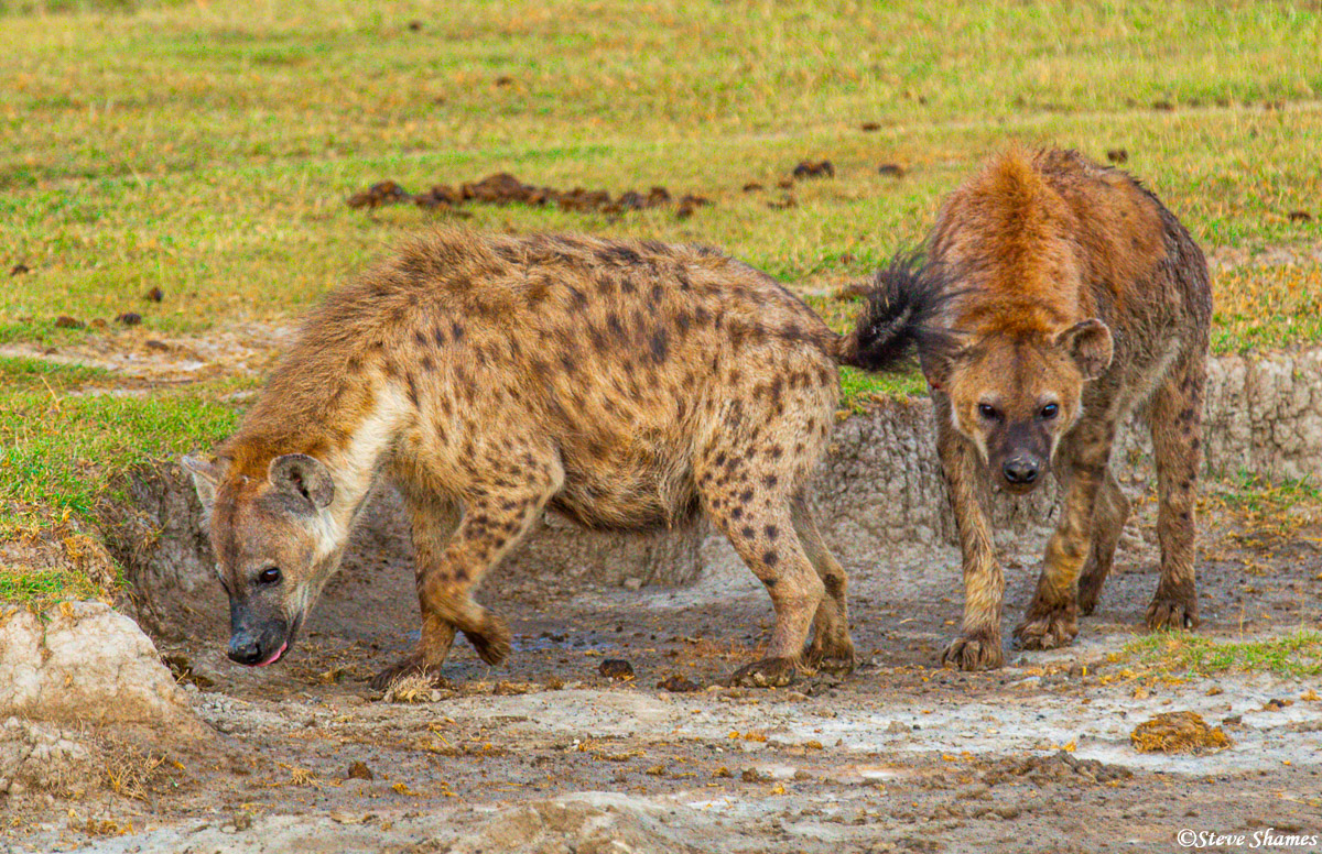 Hyenas | Steve Shames Photo Gallery