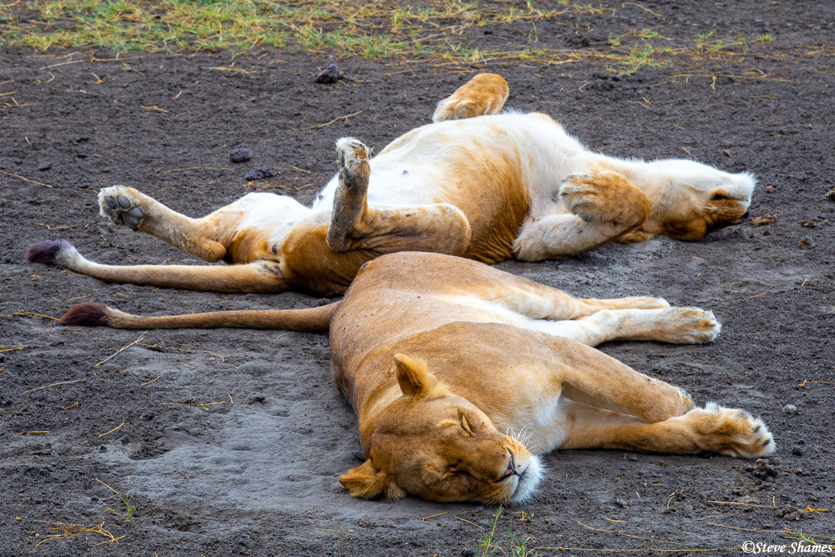 And the females hang out together and sleep side by side.