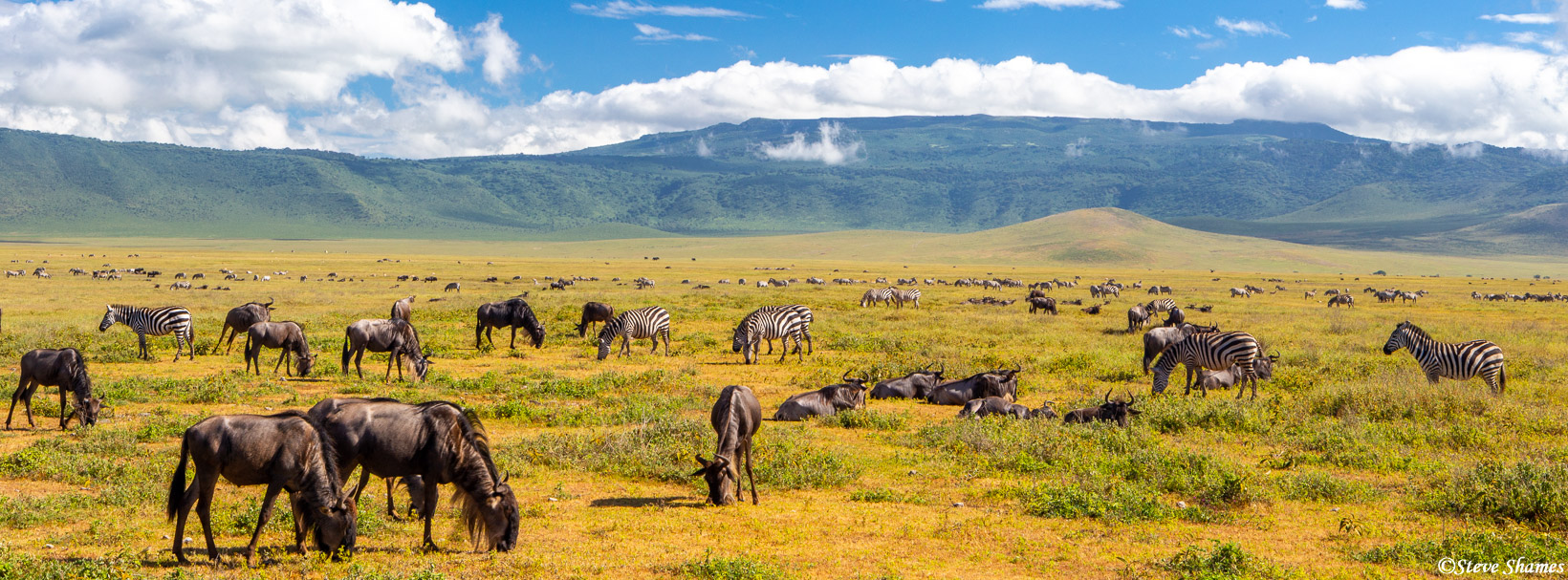 Ngorongoro wildlife scene.