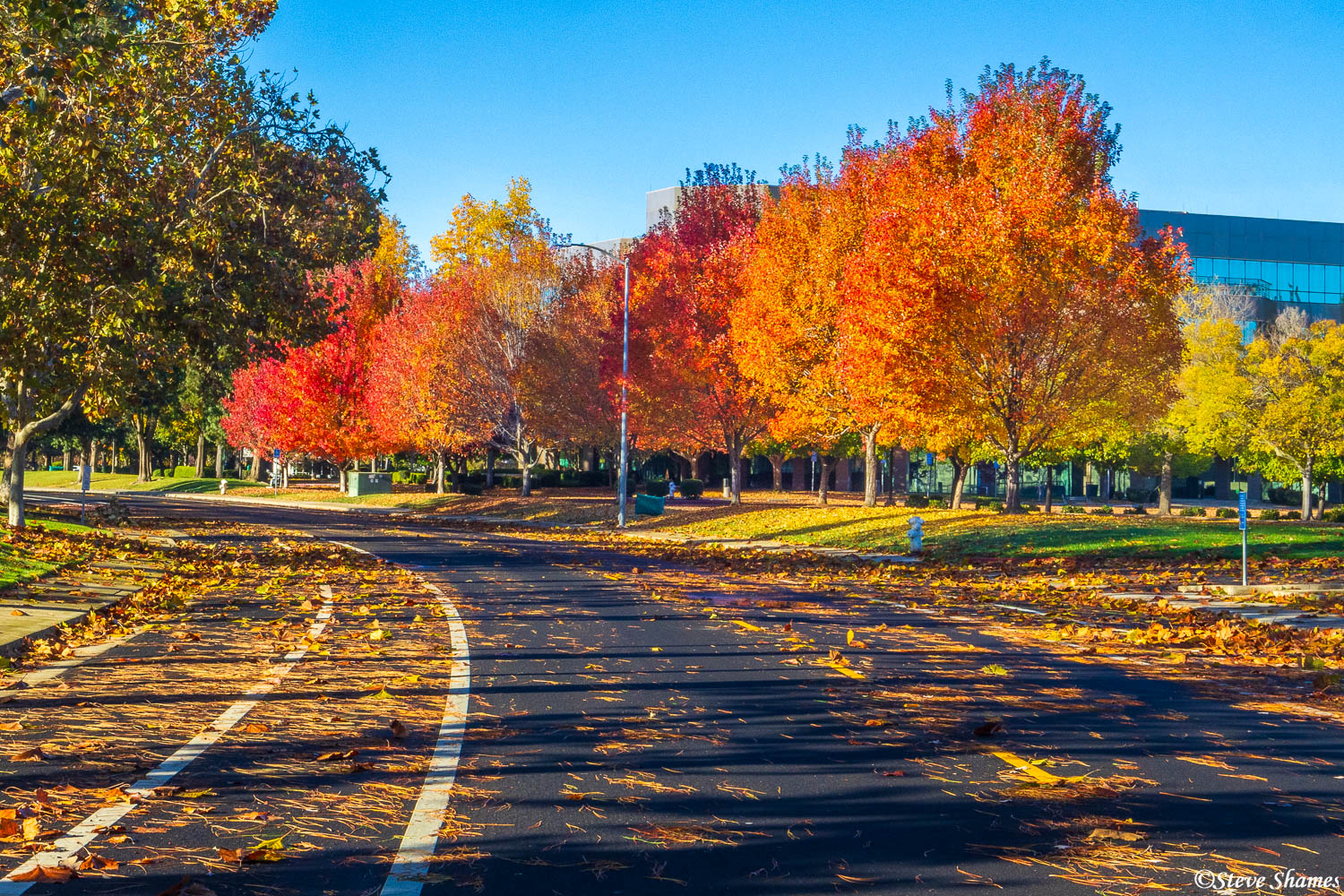 Vivid fall colors in an urban setting, here in Rancho Cordova.