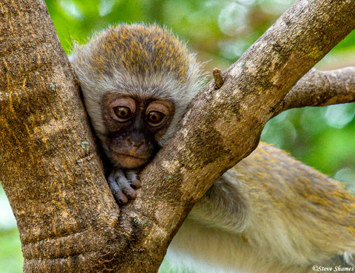 A young vervet monkey peeking through the tree.