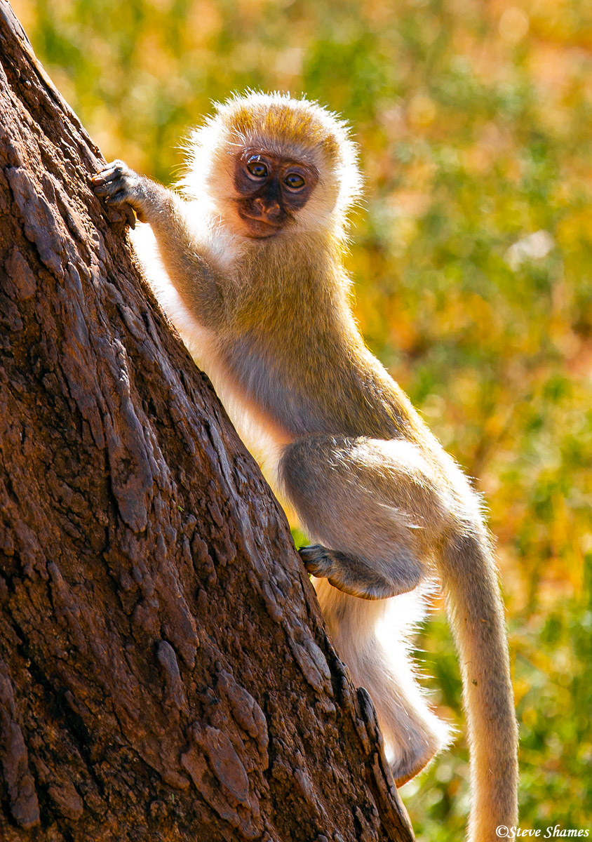 This is my favorite monkey picture. This Vervet&nbsp;had the sun behind him and it looks like his outer fur is lighting up.