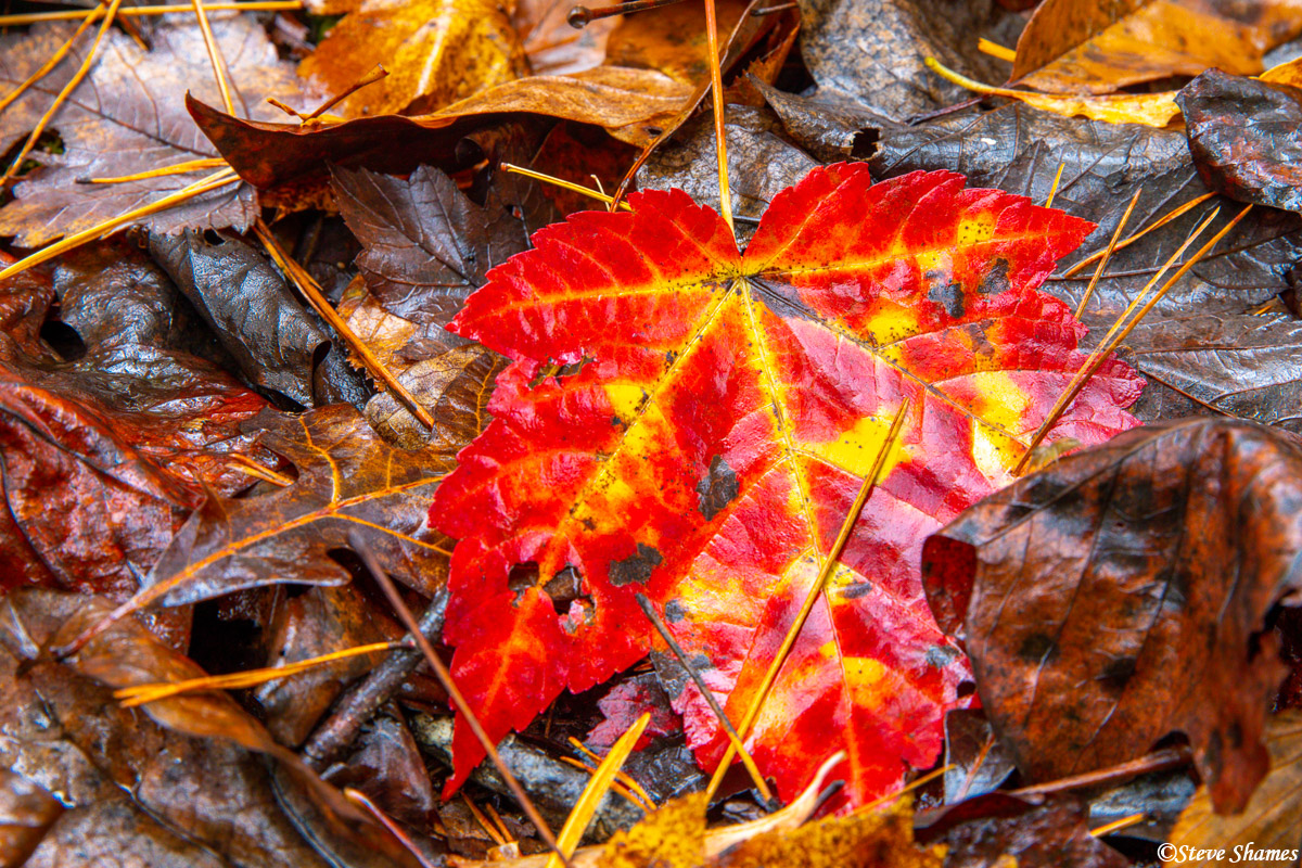 This is what gives the fall colors its colors - vividly colored leaves. This was at Vogel State Park in north Georgia.