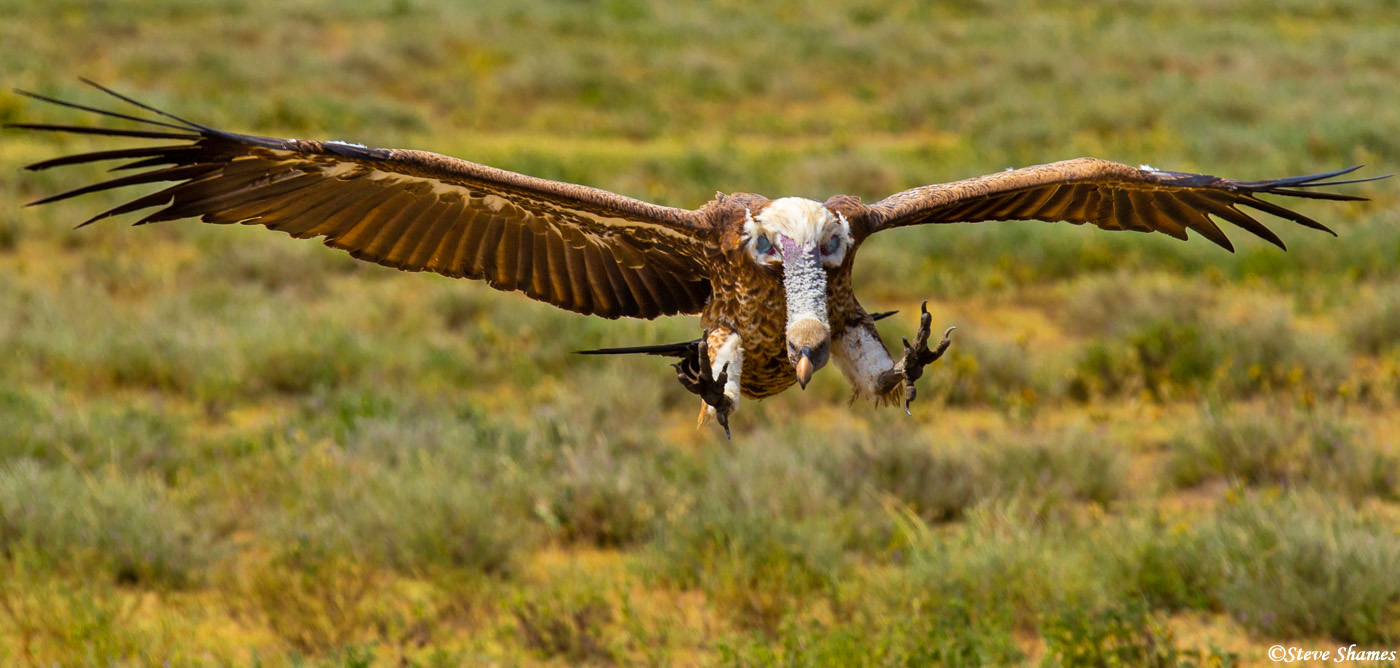 Big vulture coming in for a landing.