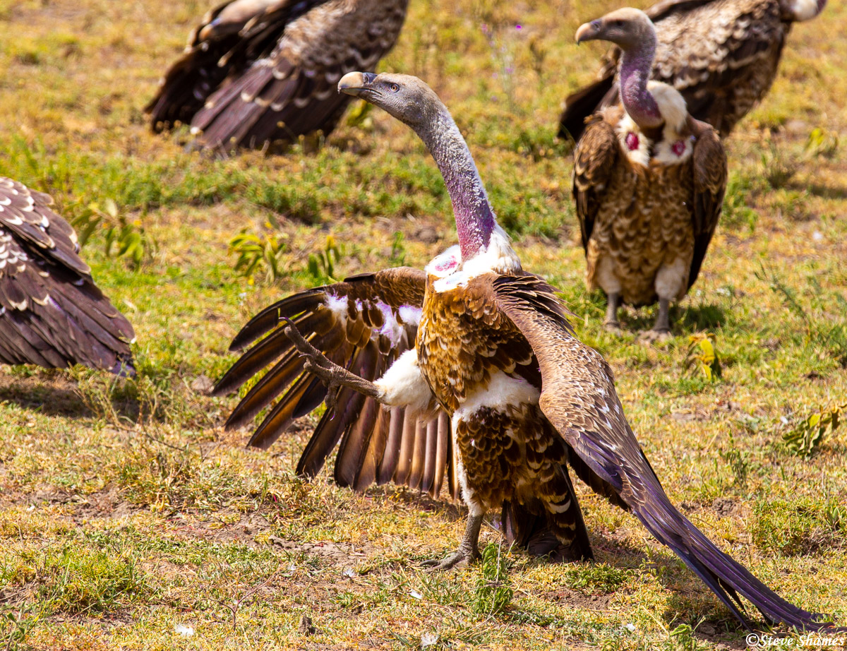 Part of vulture fighting is kicking each other - or kicking nothing at all, like this one.