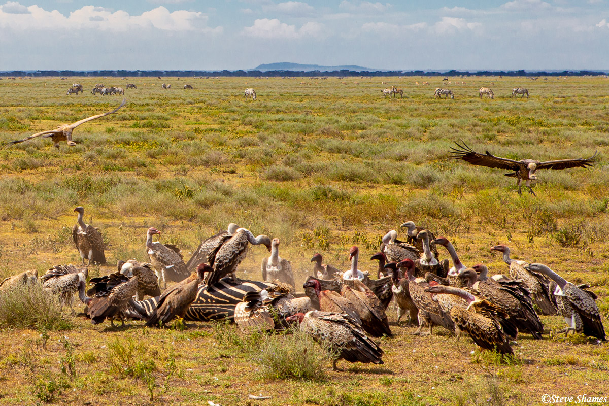 A group of vultures fighting and bickering over a dead zebra, while more and more vultures come in for a landing.