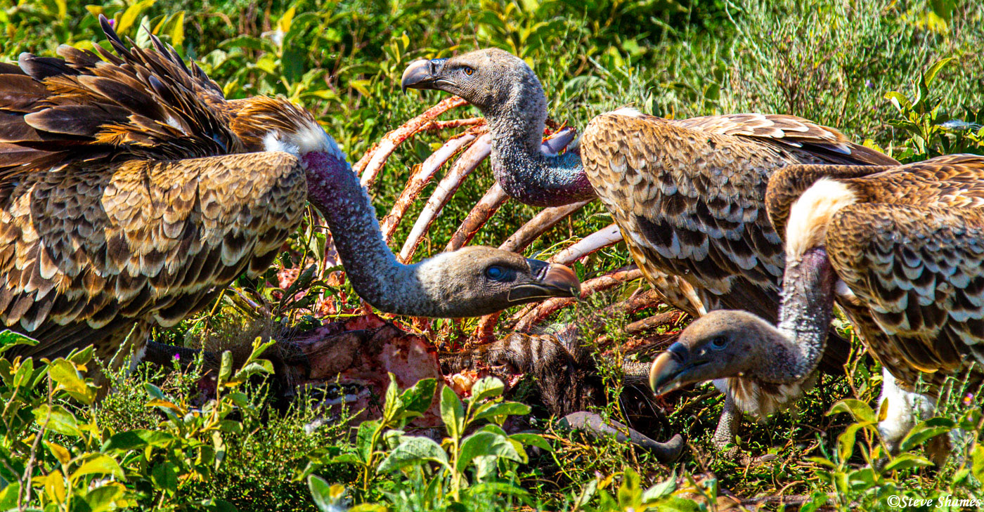 Vultures picking the bones of every scrap of meat.