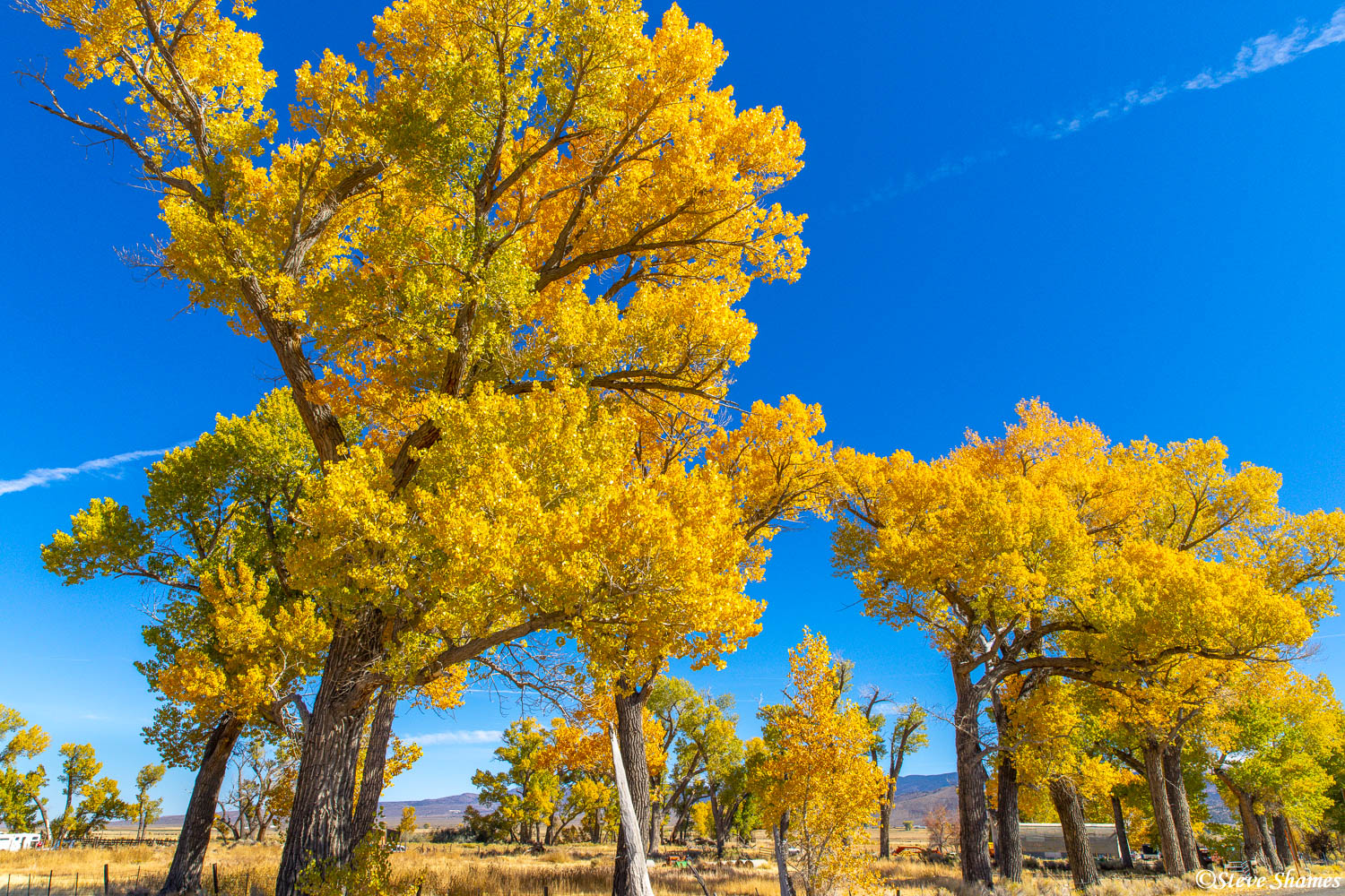 Bright yellow trees in the Walker River Canyon, in eastern California.