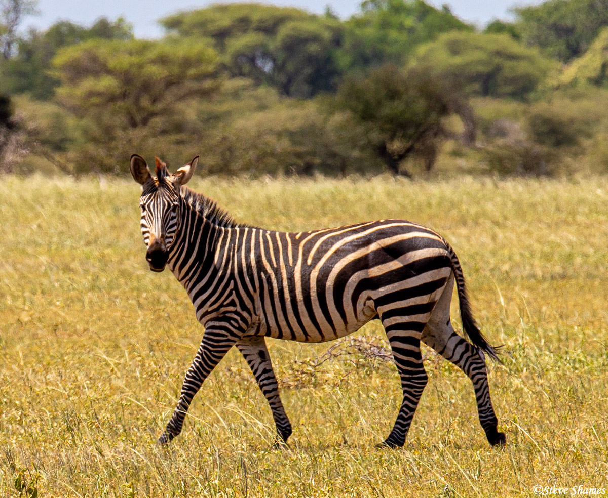 Zebra taking a walk in Tarangire. This is the plains zebra, also known as the "common" zebra.