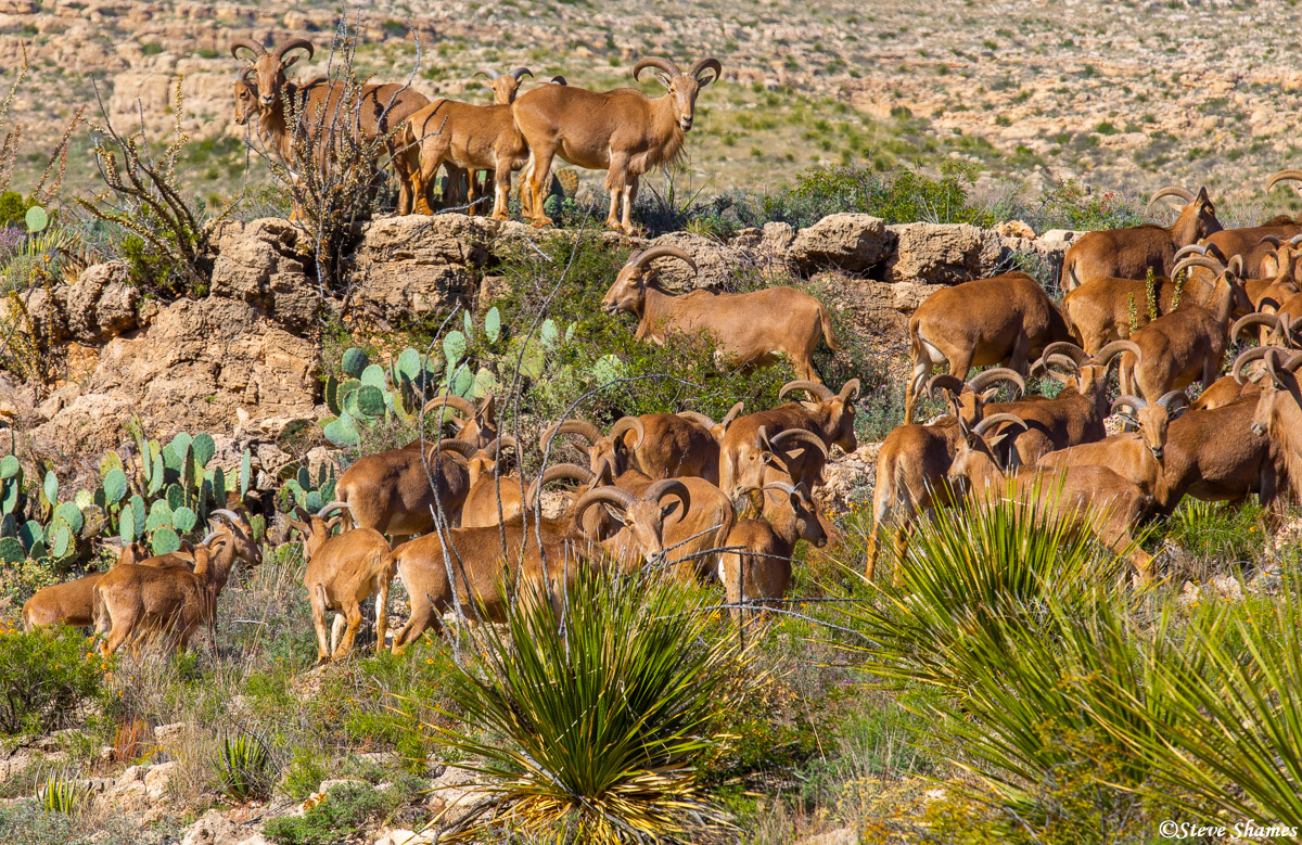 A good sized group of Barbary sheep.