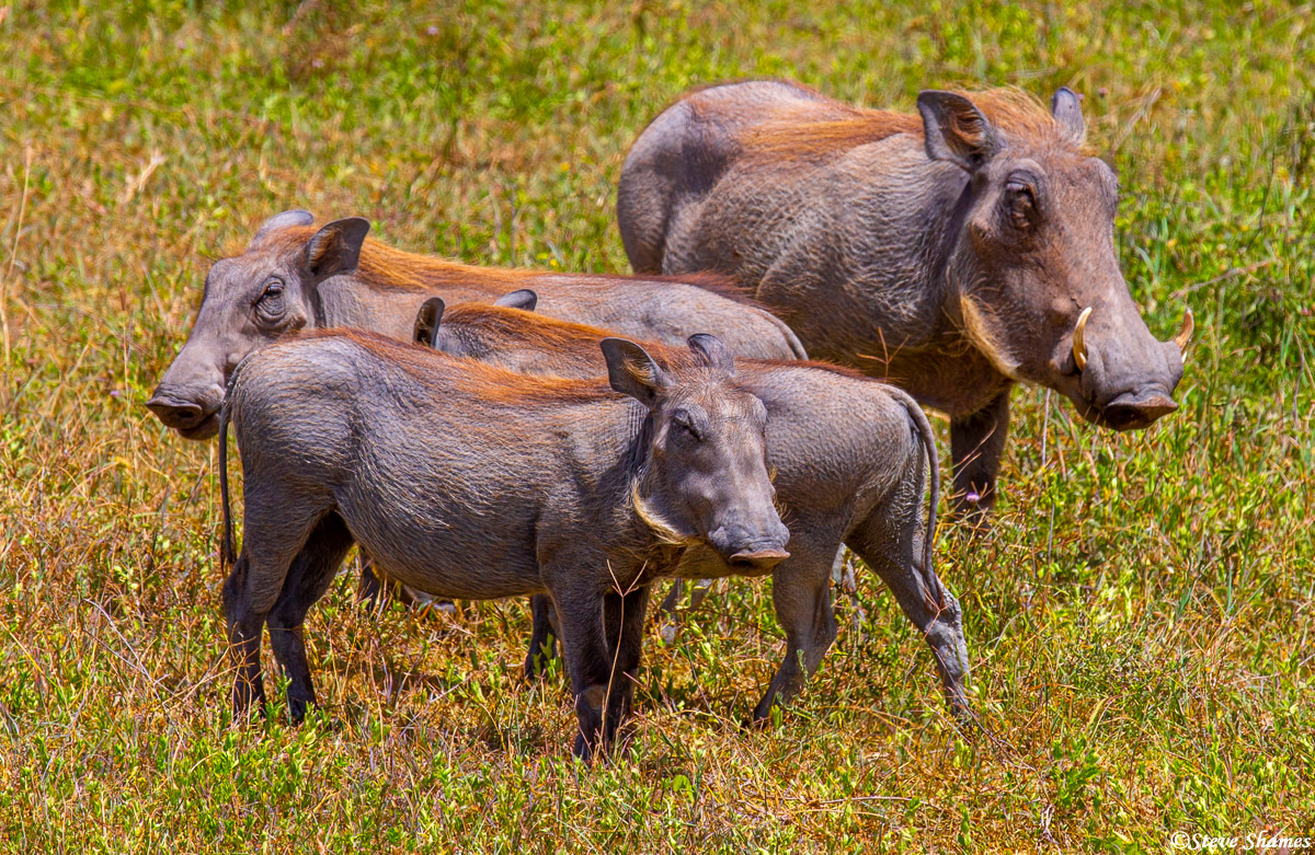 A family of warthogs. They have a colorful red-haired mane.