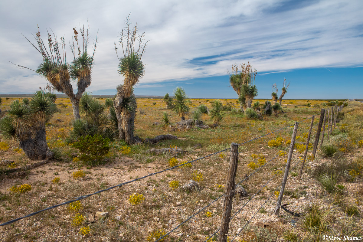 I found the big yucca plants very interesting looking.