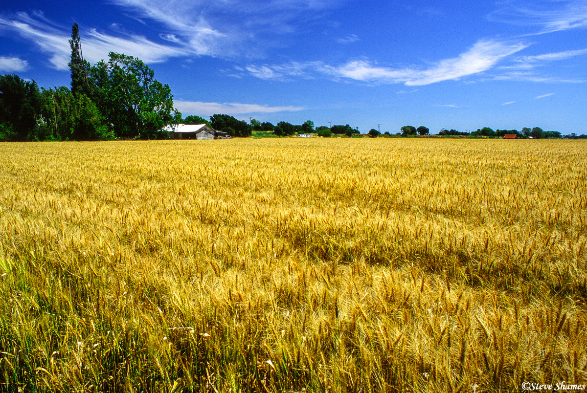Along the Sacramento River, by Clarksburg -&nbsp;a golden field of wheat, in the Golden State.