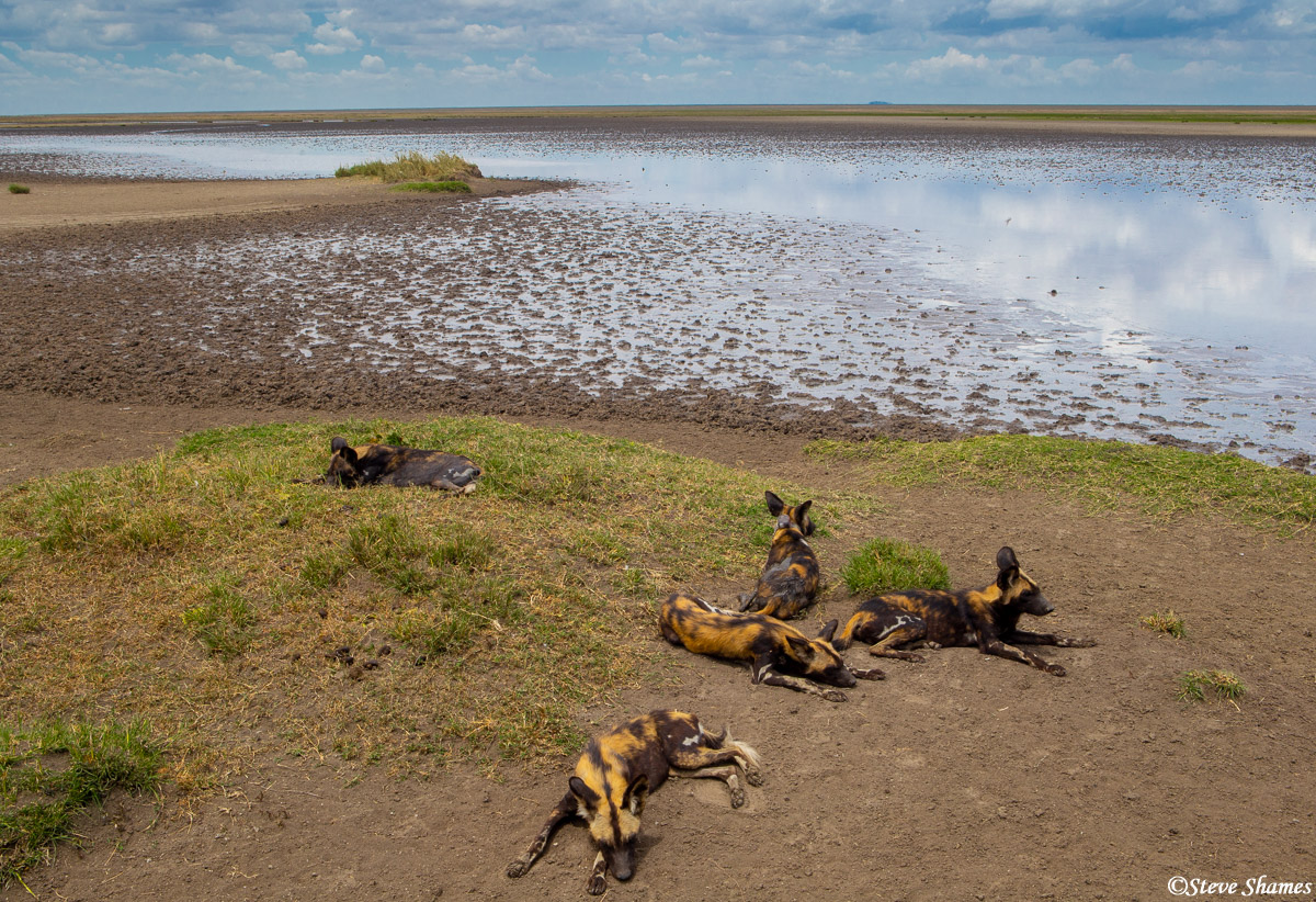 Wild dog pack relaxing by a lake. There were a couple more that were not in the picture, so this was around a medium sized pack...
