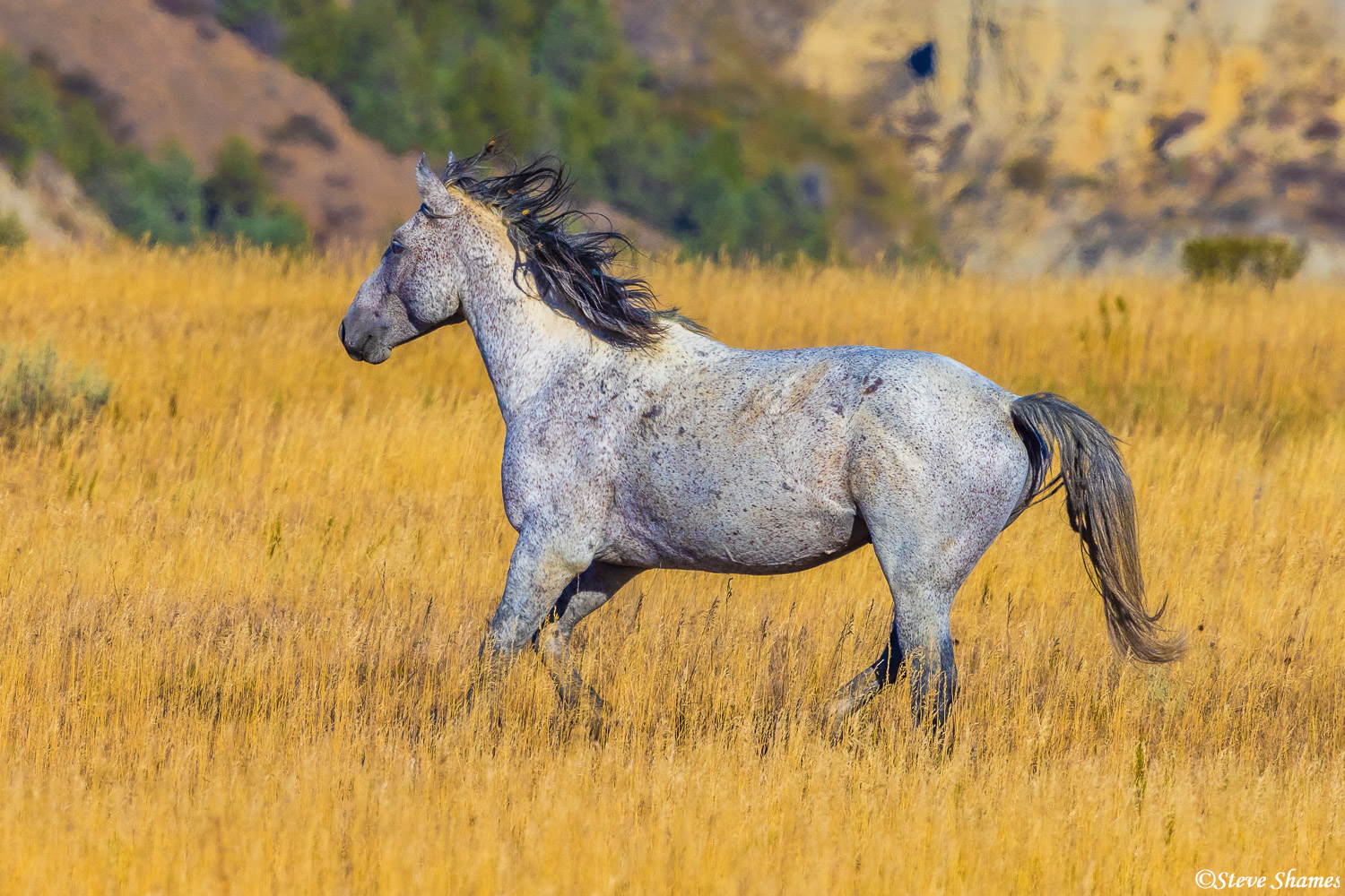 I have been to Africa 10 times and have seen all the wild animals there, but seeing wild horses for the first time was very special...