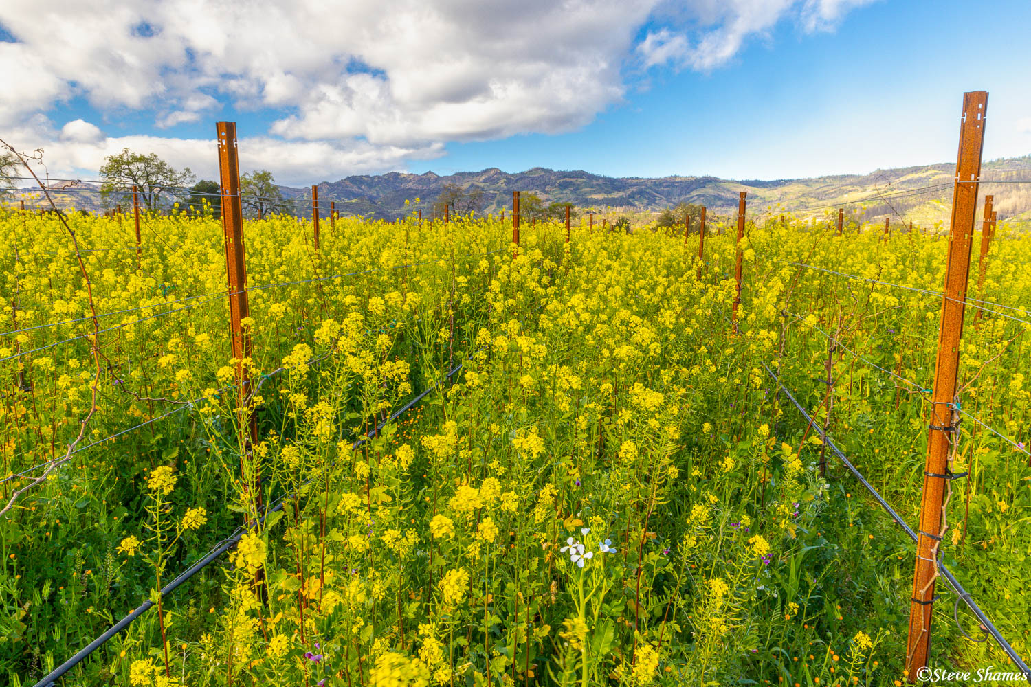 Wild mustard overtaking a vineyard in the Napa Valley.