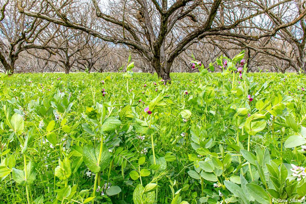 Kind of a wild look here in this orchard with the overgrown vegetation.